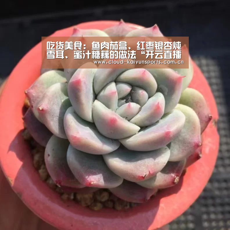 开云体育官网